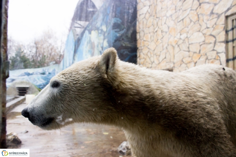 Fiete, a jegesmedve érkezett az Állatparkba - fotó Szarka Lajos