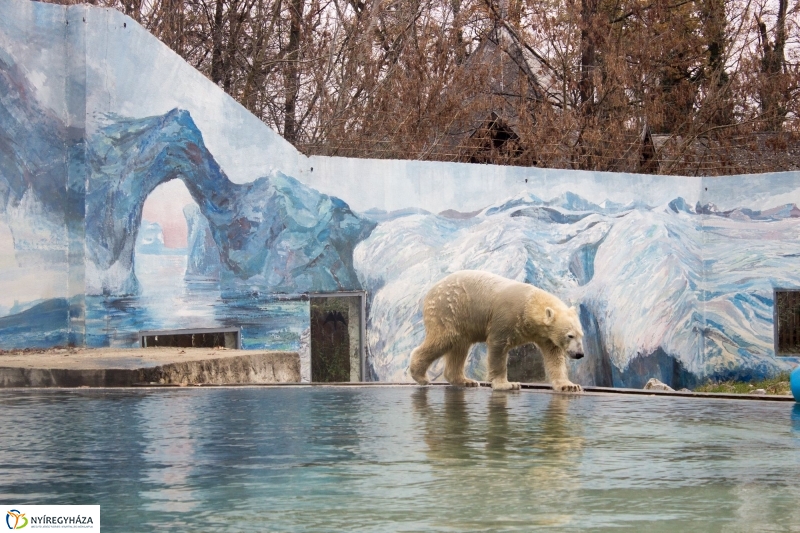 Fiete, a jegesmedve érkezett az Állatparkba - fotó Szarka Lajos