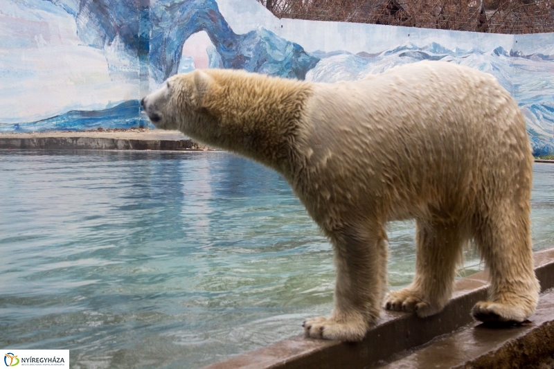 Fiete, a jegesmedve érkezett az Állatparkba - fotó Szarka Lajos