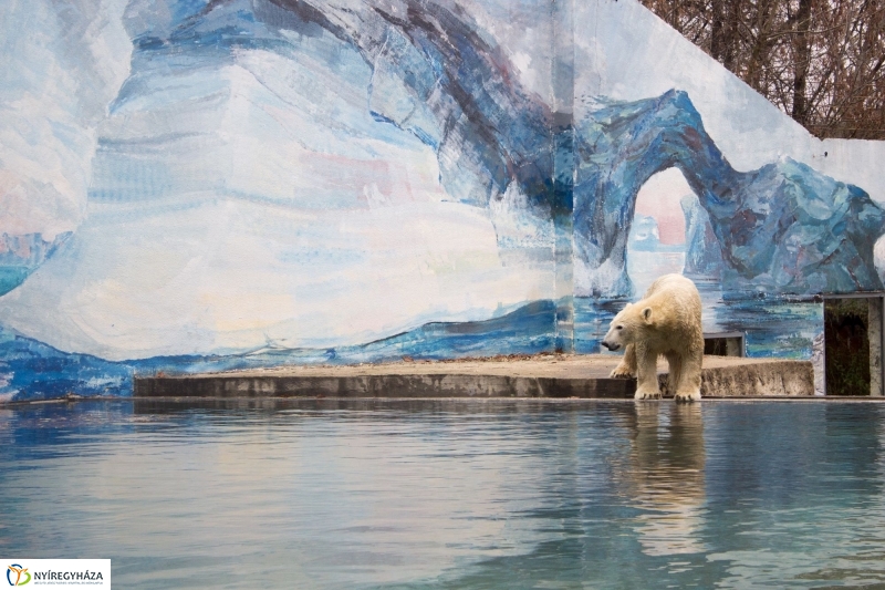 Fiete, a jegesmedve érkezett az Állatparkba - fotó Szarka Lajos