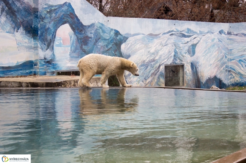 Fiete, a jegesmedve érkezett az Állatparkba - fotó Szarka Lajos