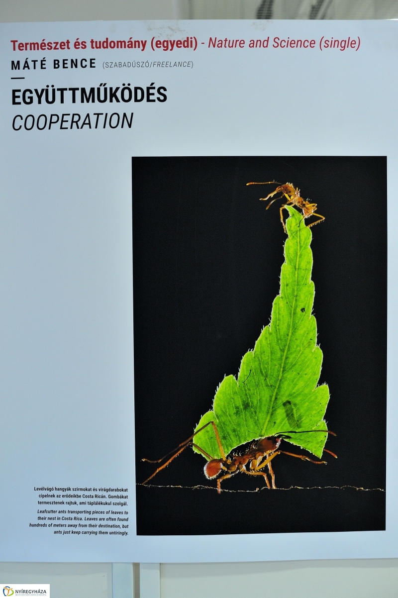 Magyar sajtófotó kiállítás Nyíregyházán - fotó Szarka Lajos