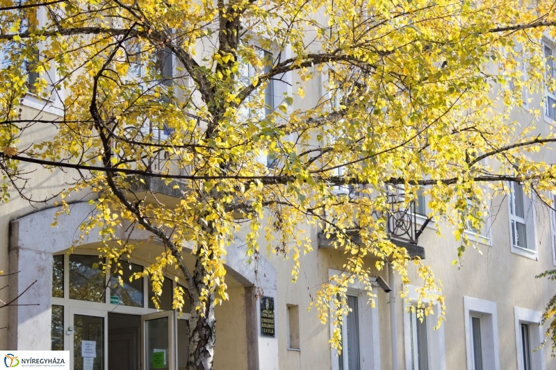 Emlékfa ültetés az Apáczai iskolában - fotó Szarka Lajos