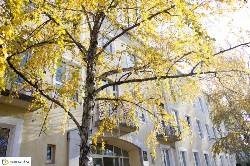 Emlékfa ültetés az Apáczai iskolában - fotó Szarka Lajos