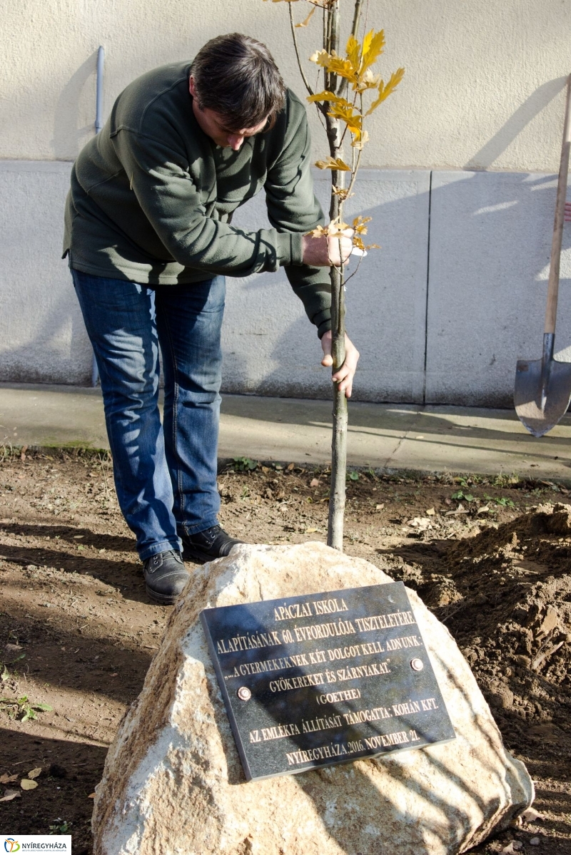 Emlékfa ültetés az Apáczai iskolában - fotó Szarka Lajos