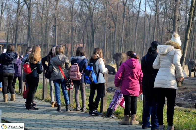 100 forintos nap az Állatparkban - fotó Szarka Lajos