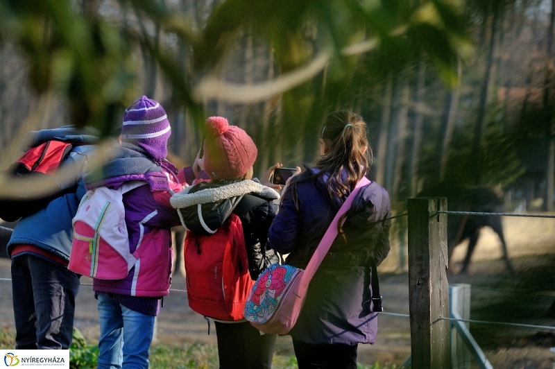 100 forintos nap az Állatparkban - fotó Szarka Lajos