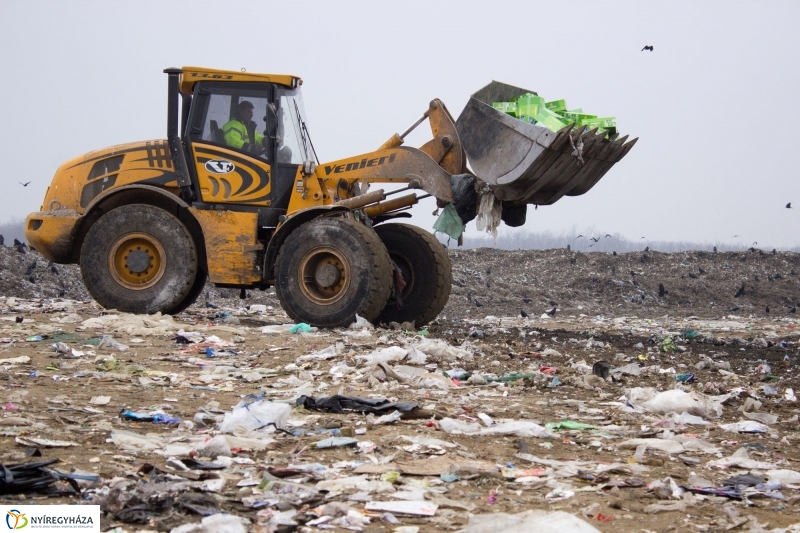 Dohányba gázoltak - fotó Szarka Lajos