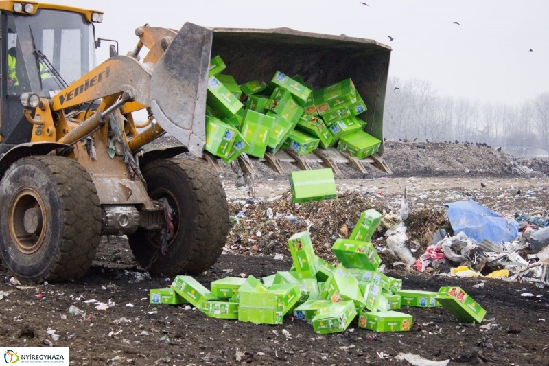 Dohányba gázoltak - fotó Szarka Lajos
