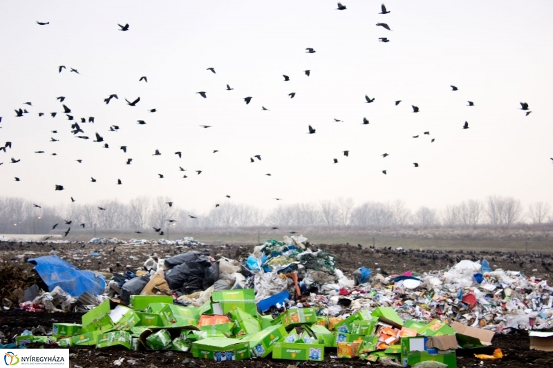 Dohányba gázoltak - fotó Szarka Lajos