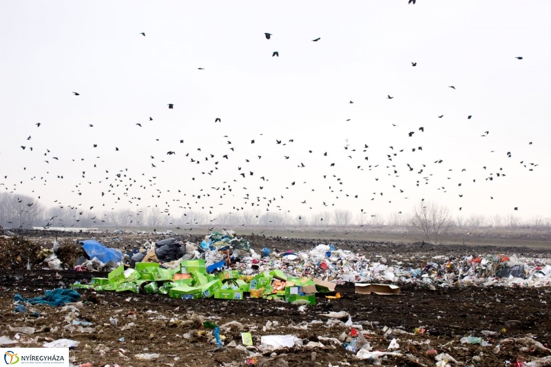 Dohányba gázoltak - fotó Szarka Lajos