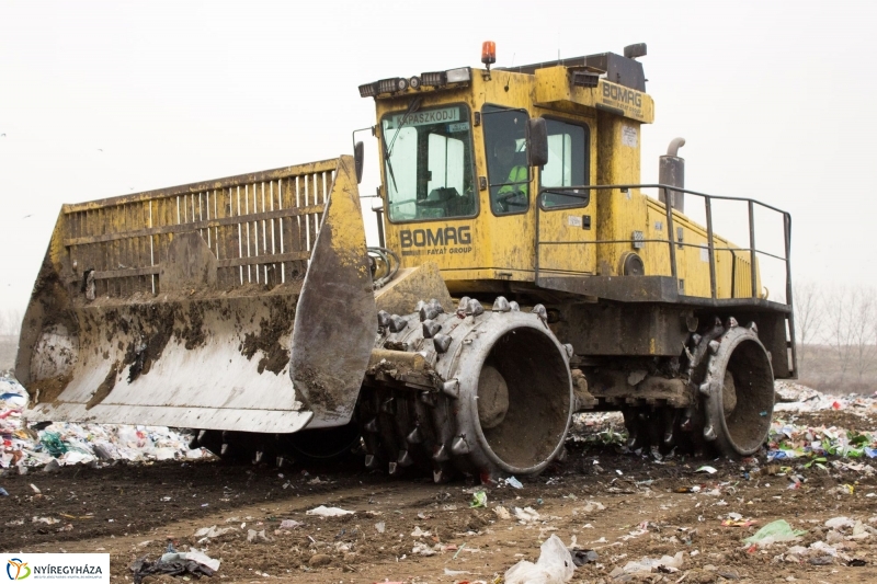 Dohányba gázoltak - fotó Szarka Lajos