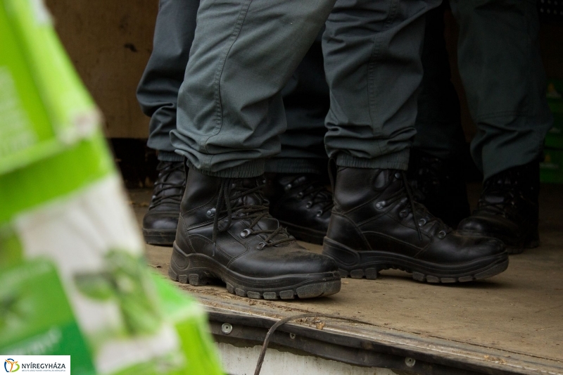 Dohányba gázoltak - fotó Szarka Lajos