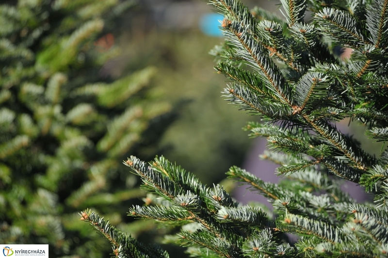 Karácsonyvárás a piacon - fotó Szarka Lajos