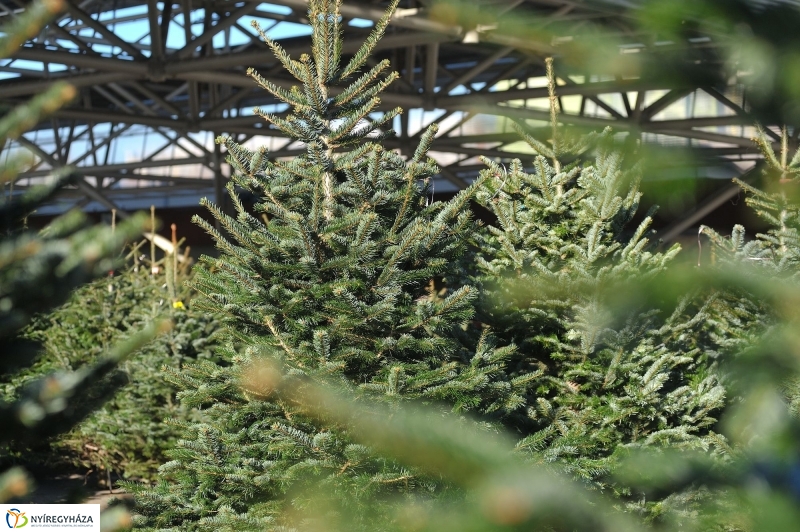 Karácsonyvárás a piacon - fotó Szarka Lajos