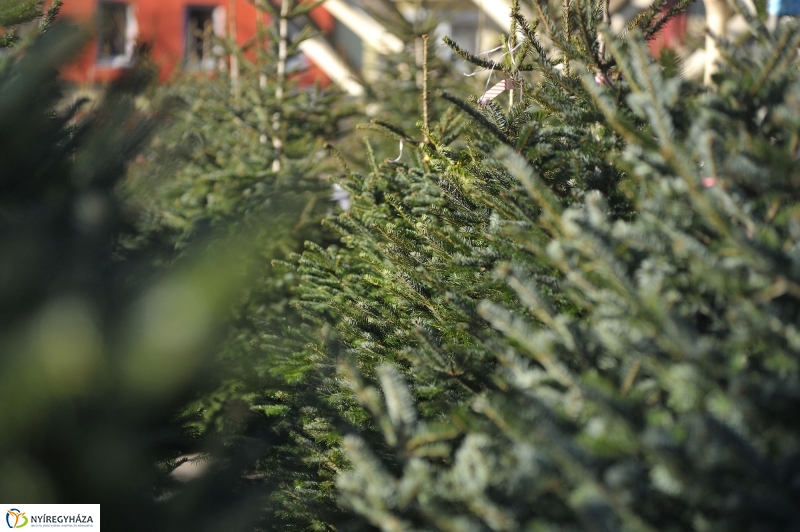 Karácsonyvárás a piacon - fotó Szarka Lajos