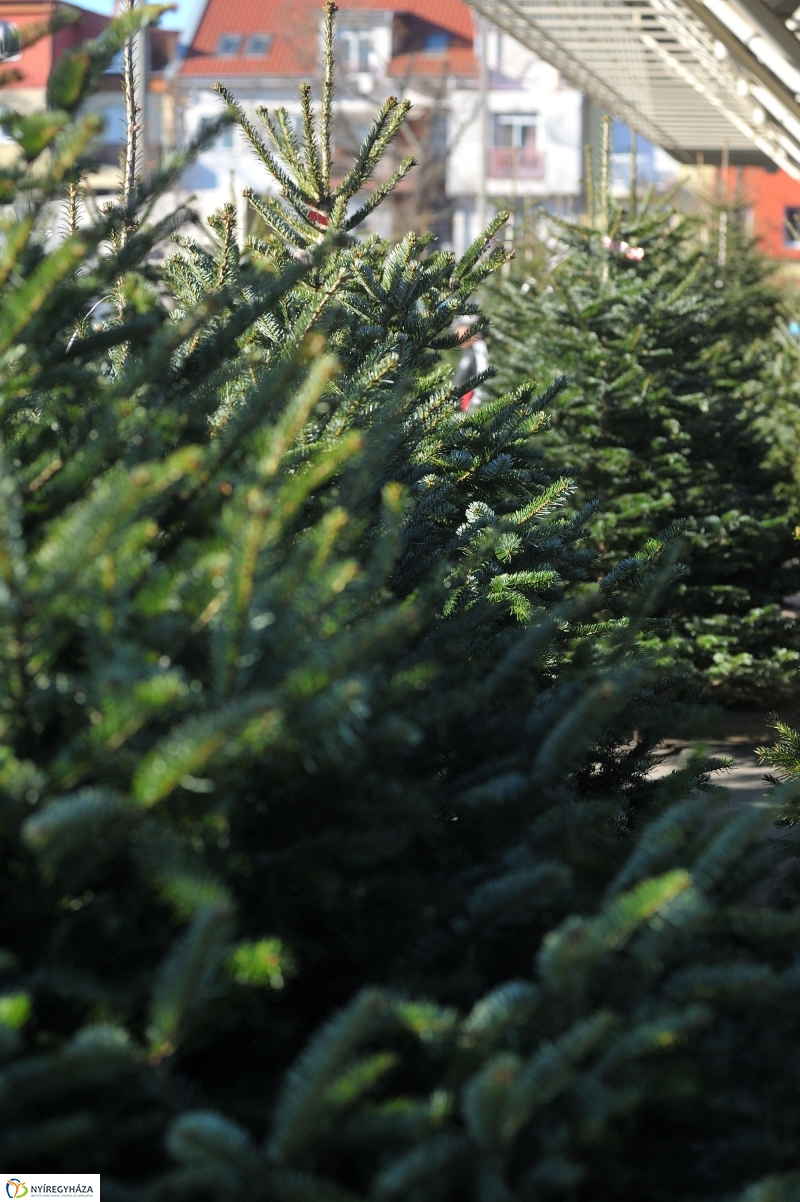 Karácsonyvárás a piacon - fotó Szarka Lajos