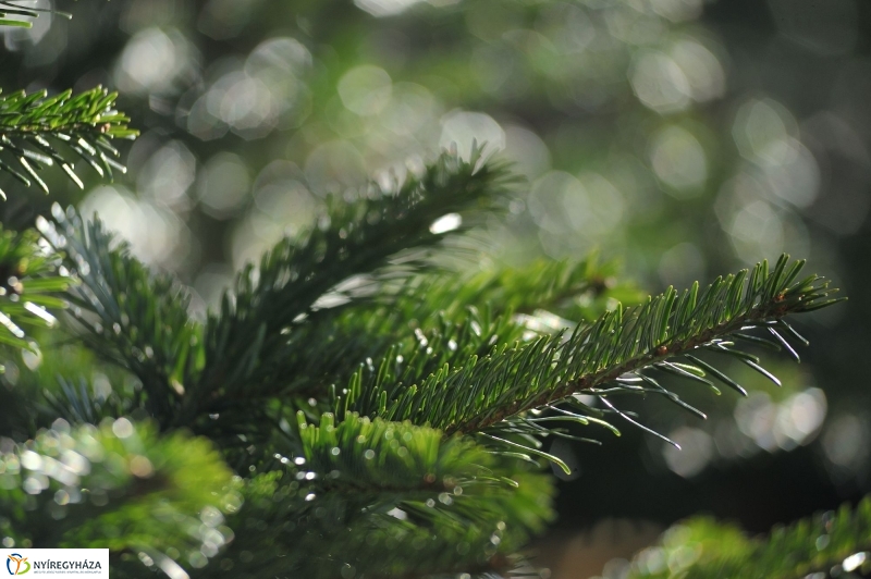 Karácsonyvárás a piacon - fotó Szarka Lajos