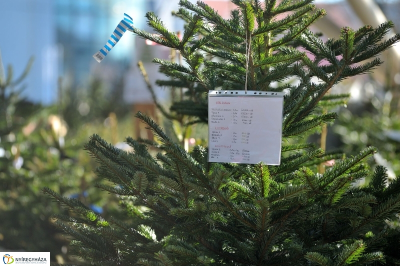 Karácsonyvárás a piacon - fotó Szarka Lajos