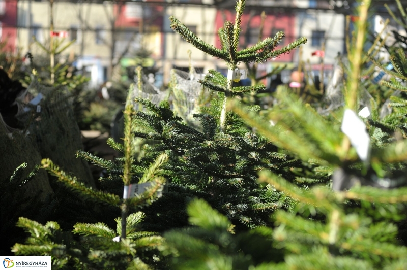 Karácsonyvárás a piacon - fotó Szarka Lajos