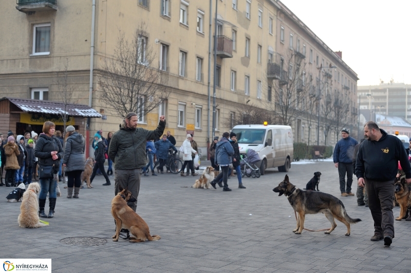 Kutyainvázió a belvárosban - fotó Szarka Lajos