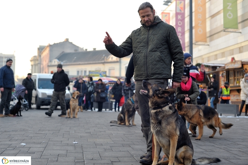 Kutyainvázió a belvárosban - fotó Szarka Lajos