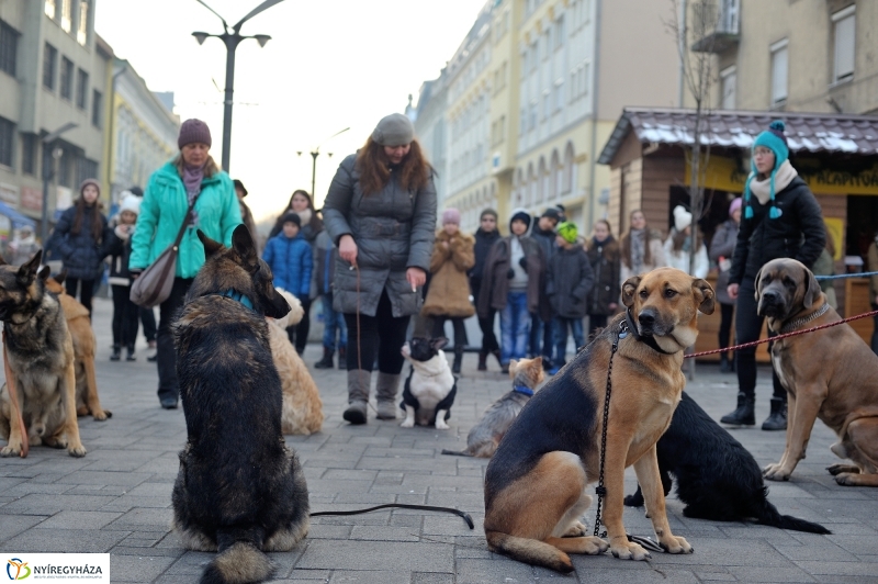 Kutyainvázió a belvárosban - fotó Szarka Lajos