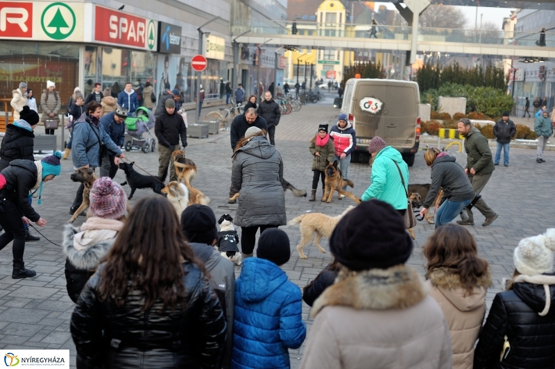 Kutyainvázió a belvárosban - fotó Szarka Lajos