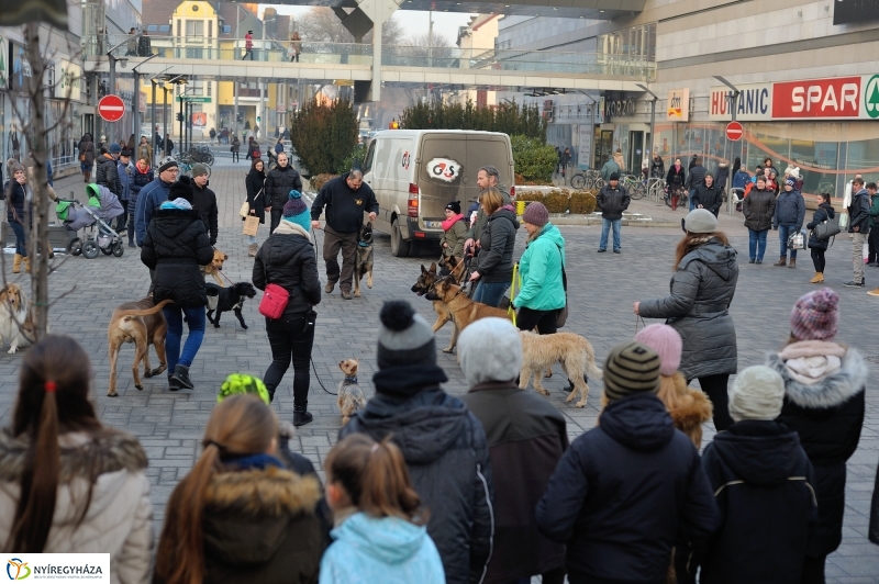 Kutyainvázió a belvárosban - fotó Szarka Lajos