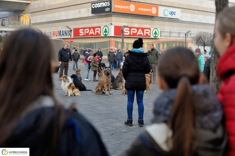 Kutyainvázió a belvárosban - fotó Szarka Lajos