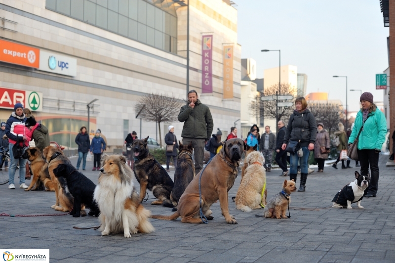 Kutyainvázió a belvárosban - fotó Szarka Lajos
