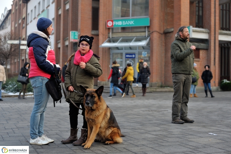 Kutyainvázió a belvárosban - fotó Szarka Lajos