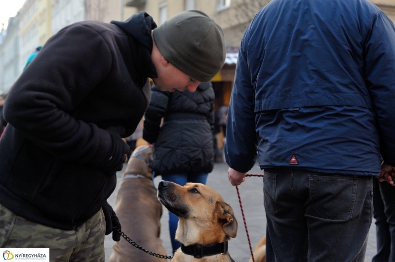 Kutyainvázió a belvárosban - fotó Szarka Lajos