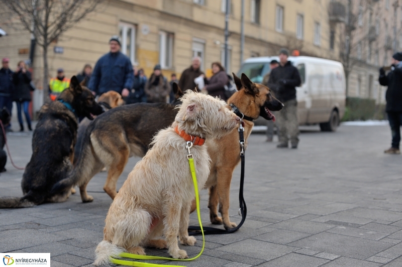 Kutyainvázió a belvárosban - fotó Szarka Lajos