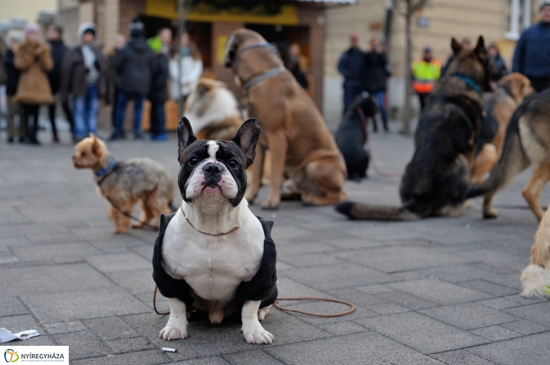 Kutyainvázió a belvárosban - fotó Szarka Lajos