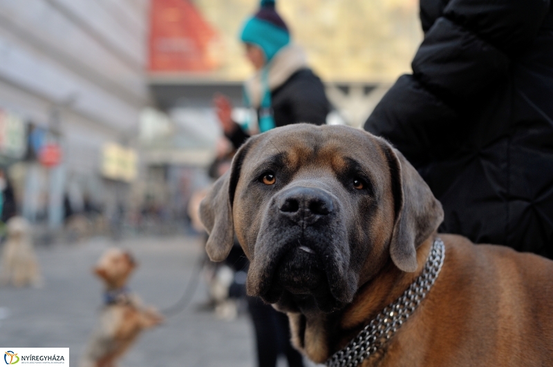 Kutyainvázió a belvárosban - fotó Szarka Lajos