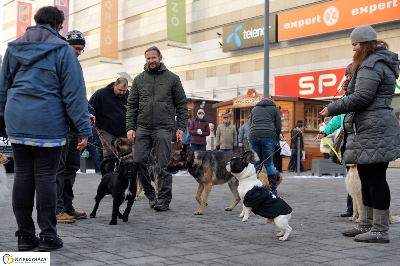 Kutyainvázió a belvárosban - fotó Szarka Lajos