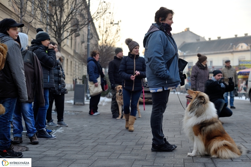 Kutyainvázió a belvárosban - fotó Szarka Lajos