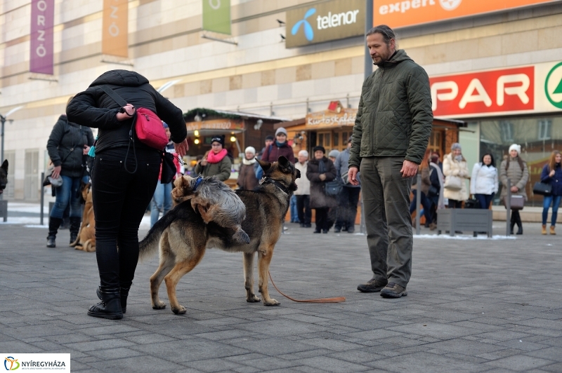 Kutyainvázió a belvárosban - fotó Szarka Lajos