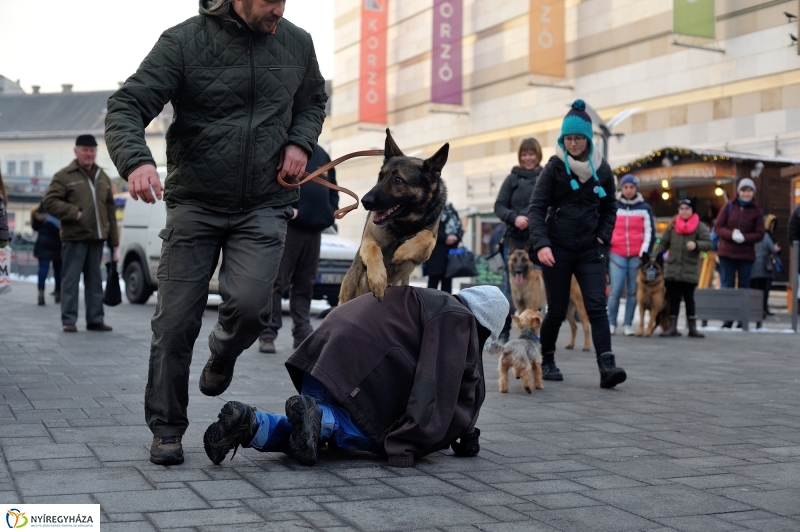Kutyainvázió a belvárosban - fotó Szarka Lajos