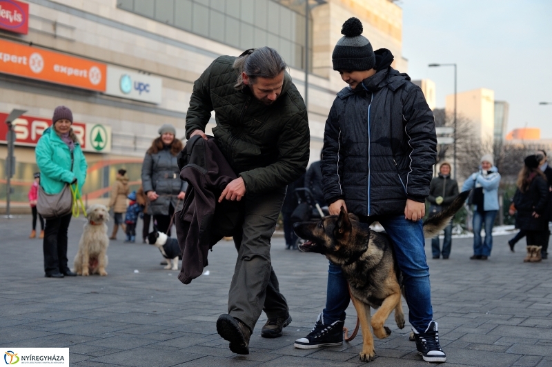Kutyainvázió a belvárosban - fotó Szarka Lajos