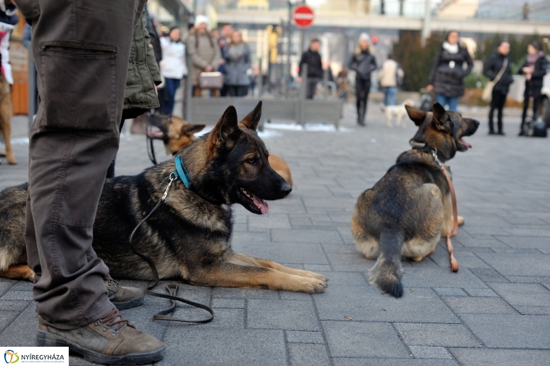 Kutyainvázió a belvárosban - fotó Szarka Lajos