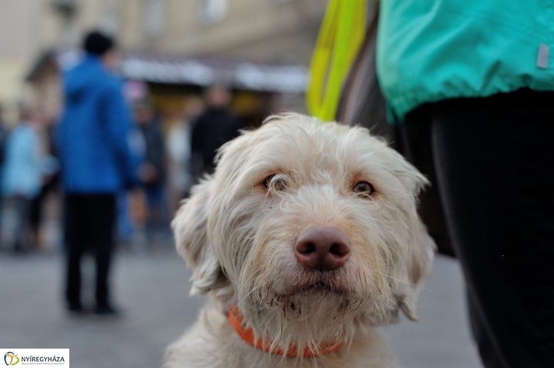 Kutyainvázió a belvárosban - fotó Szarka Lajos