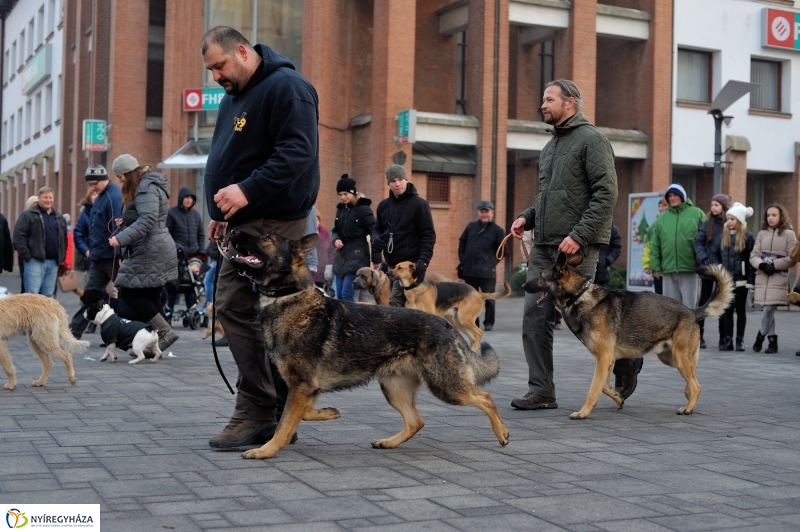 Kutyainvázió a belvárosban - fotó Szarka Lajos