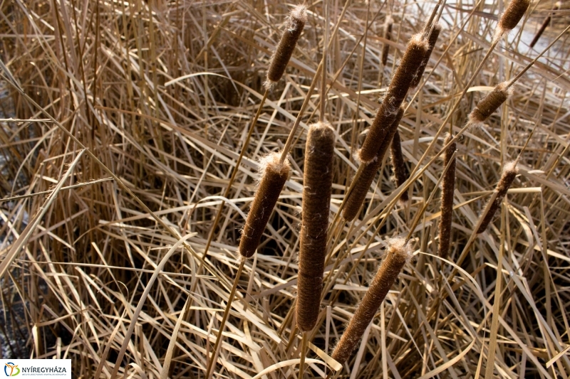 A nagy hideg előtt a Bujtoson - fotó Szarka Lajos