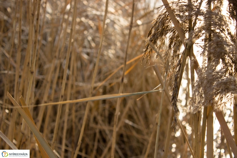 A nagy hideg előtt a Bujtoson - fotó Szarka Lajos