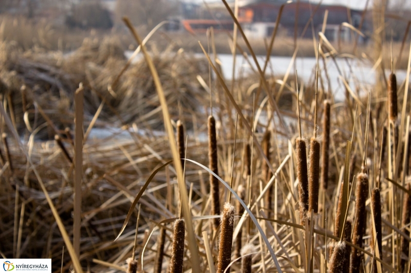 A nagy hideg előtt a Bujtoson - fotó Szarka Lajos