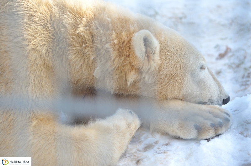 Jegesmedve és a többiek - fotó Szarka Lajos