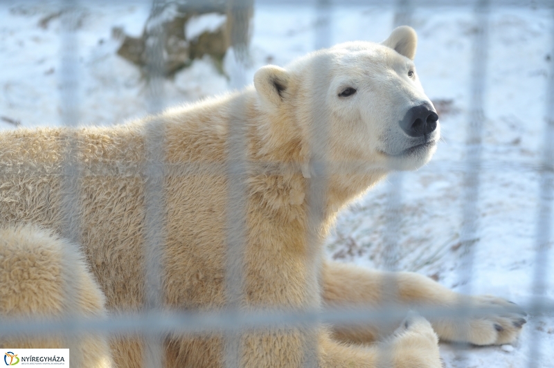 Jegesmedve és a többiek - fotó Szarka Lajos