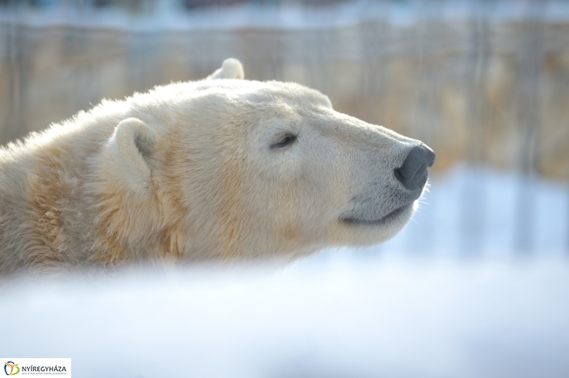 Jegesmedve és a többiek - fotó Szarka Lajos